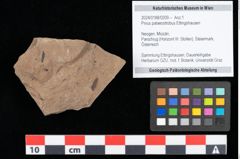 Foto (Objekt + Etikett) von Pinus palaeostrobus Ettingshausen (NHMW-GEO-2024-0188-0209)